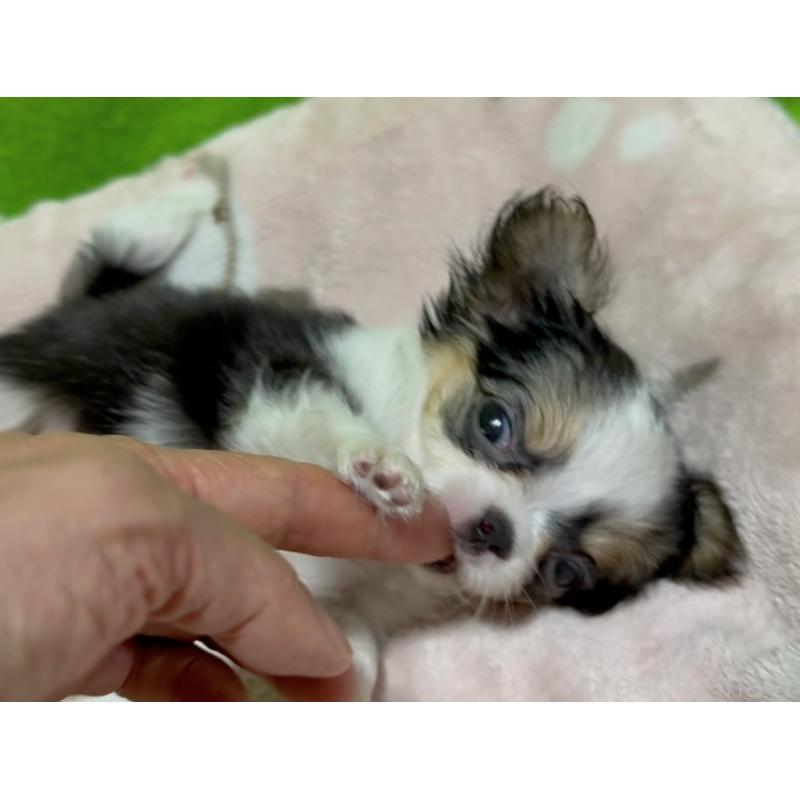 販売中の山口県のチワワ(ロングコート)-435721の3枚目