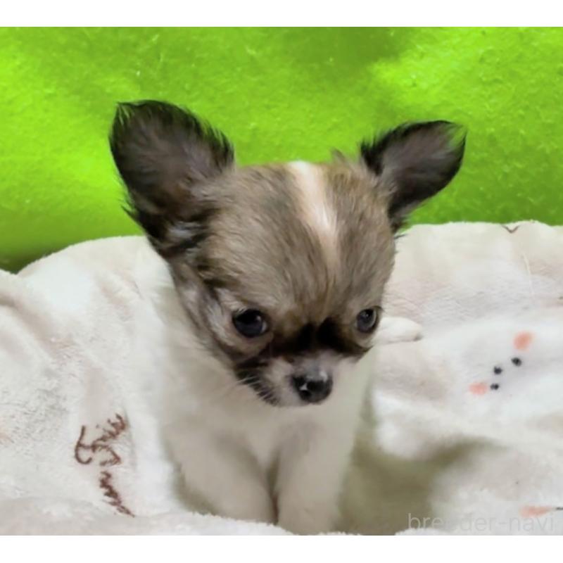 販売中の山口県のチワワ(ロングコート)-435722の6枚目