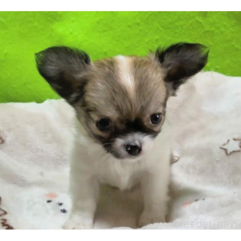 販売中の山口県のチワワ(ロングコート)-435722の4枚目