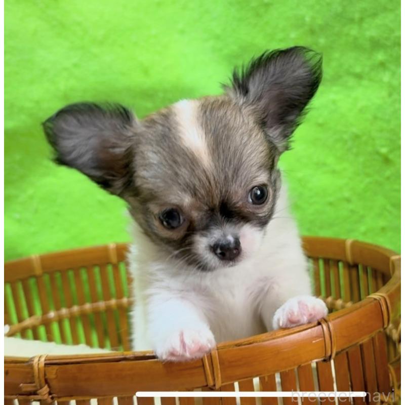 販売中の山口県のチワワ(ロングコート)-435722の3枚目