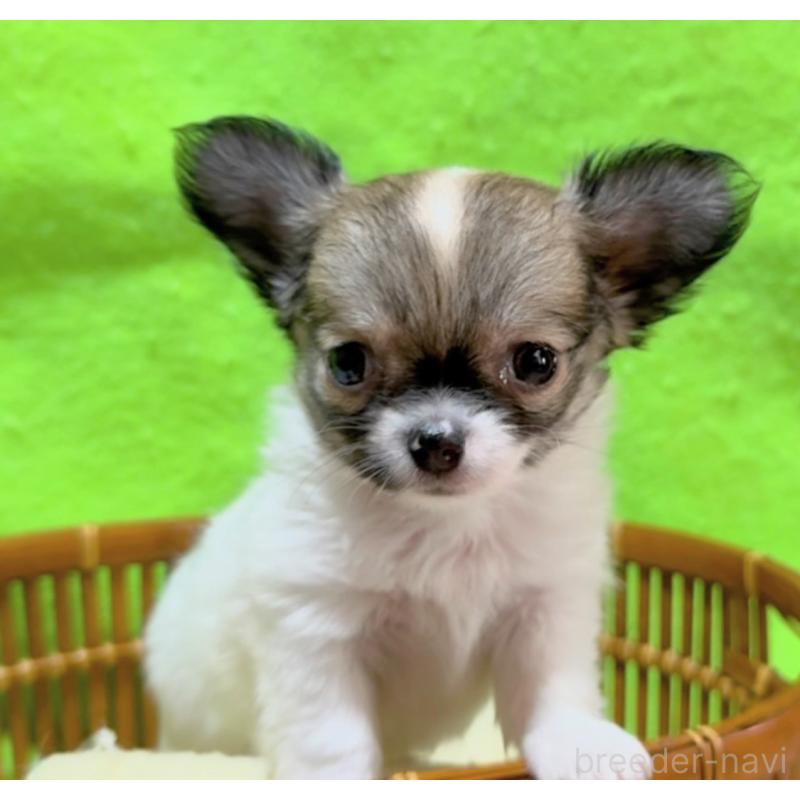 販売中の山口県のチワワ(ロングコート)-435722の2枚目