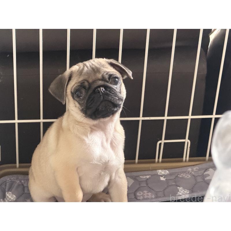 成約済の佐賀県のパグ-430605の4枚目