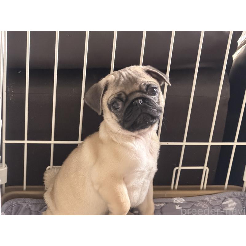 成約済の佐賀県のパグ-430605の3枚目