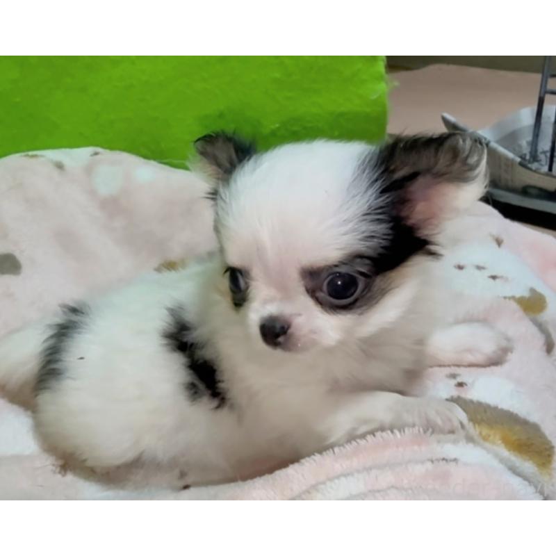 販売中の山口県のチワワ(ロングコート)-435723の4枚目