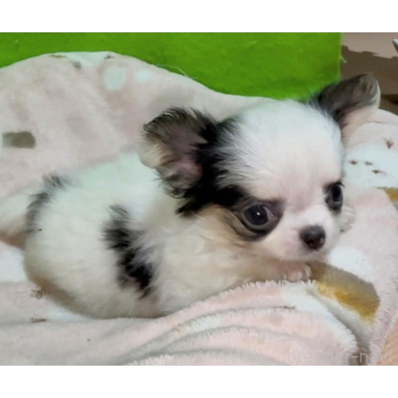 販売中の山口県のチワワ(ロングコート)-435723の3枚目