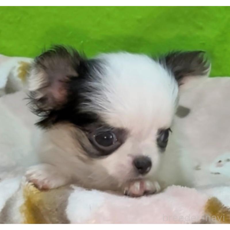 販売中の山口県のチワワ(ロングコート)-435723の2枚目