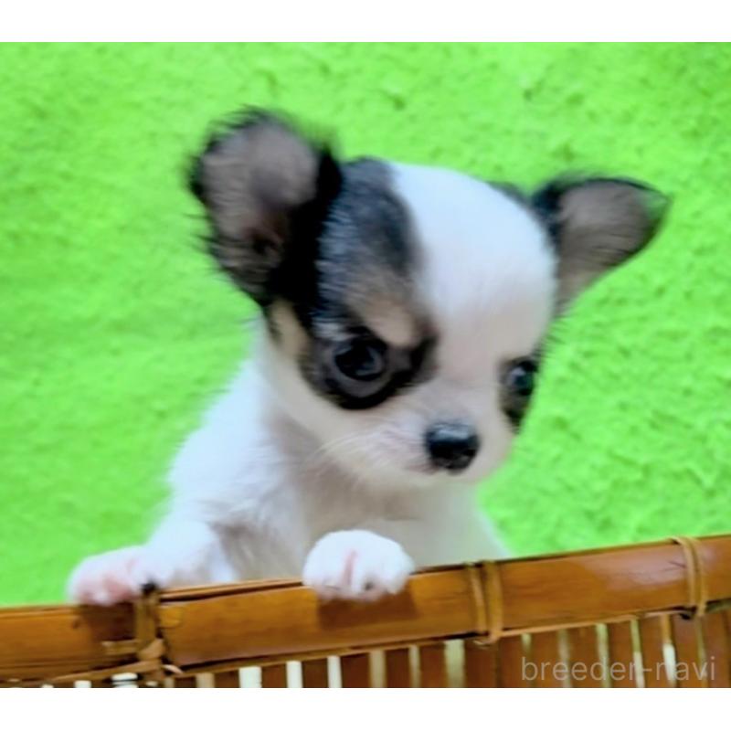 販売中の山口県のチワワ(ロングコート)-435724の5枚目