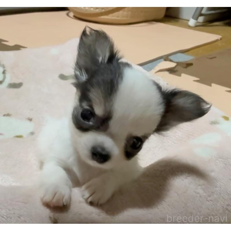 販売中の山口県のチワワ(ロングコート)-435724の4枚目