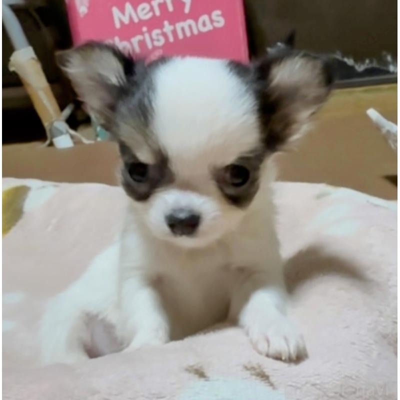 販売中の山口県のチワワ(ロングコート)-435724の3枚目