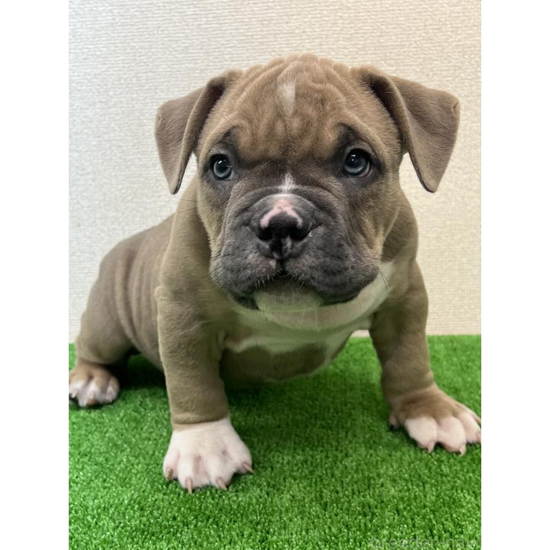 販売中の大阪府のアメリカンブリー-426675