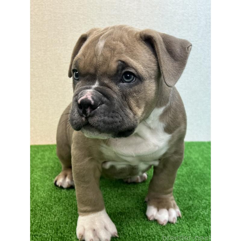 販売中の大阪府のアメリカンブリー-426675の2枚目