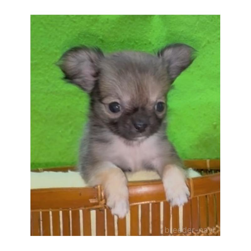 販売中の山口県のチワワ(ロングコート)-435725の7枚目