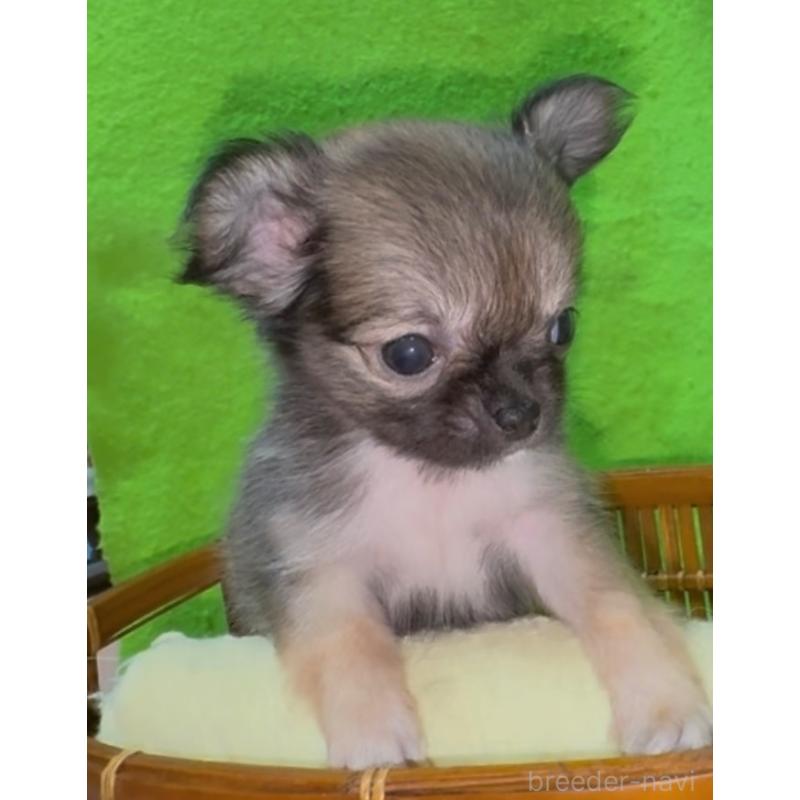 販売中の山口県のチワワ(ロングコート)-435725の6枚目