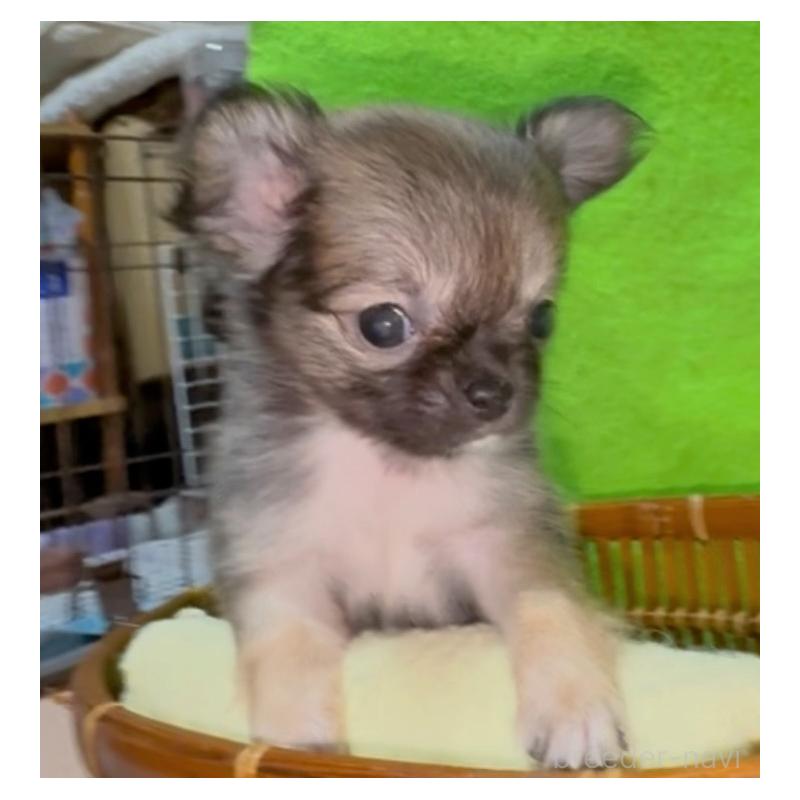 販売中の山口県のチワワ(ロングコート)-435725の5枚目