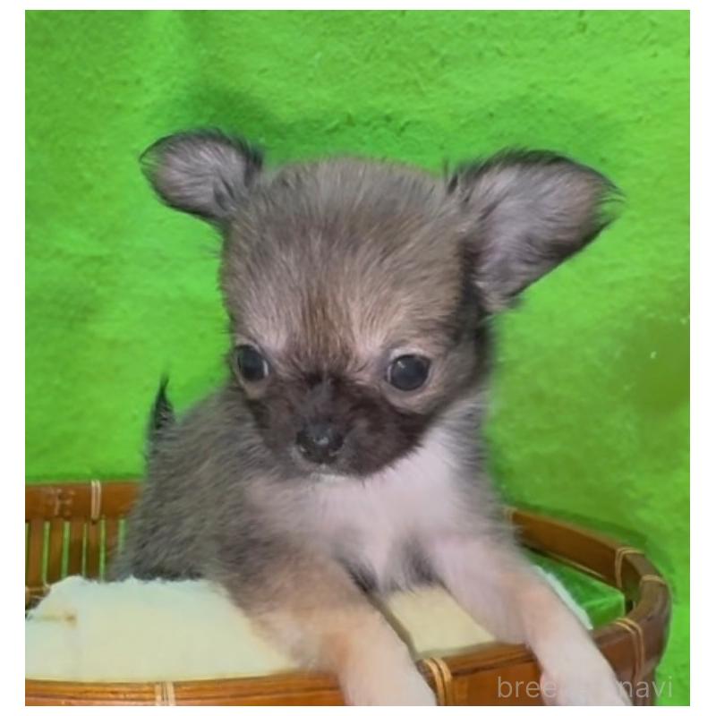 販売中の山口県のチワワ(ロングコート)-435725の4枚目