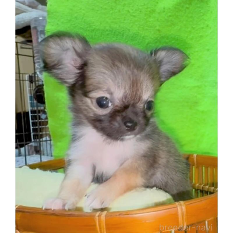 販売中の山口県のチワワ(ロングコート)-435725の3枚目