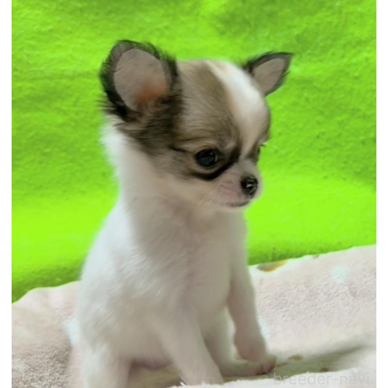 販売中の山口県のチワワ(ロングコート)-435726の6枚目