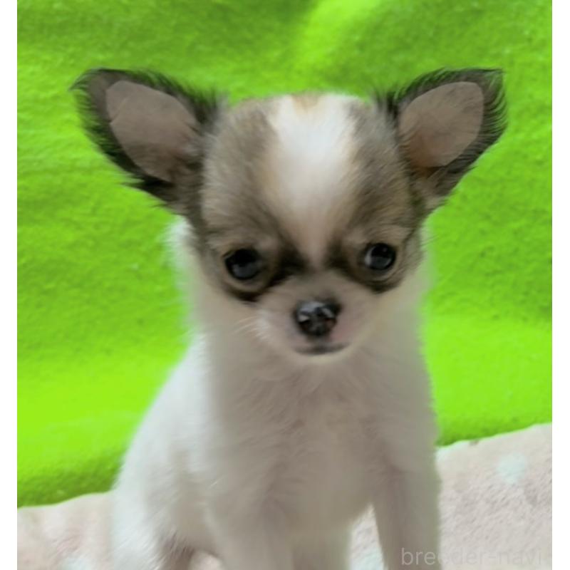 販売中の山口県のチワワ(ロングコート)-435726の5枚目