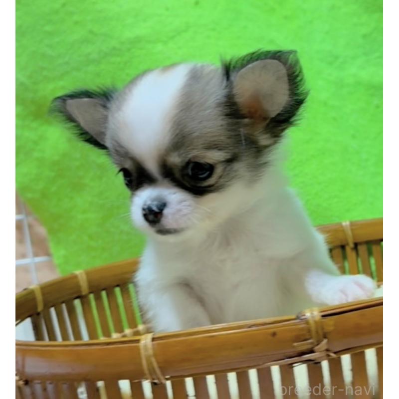 販売中の山口県のチワワ(ロングコート)-435726の3枚目