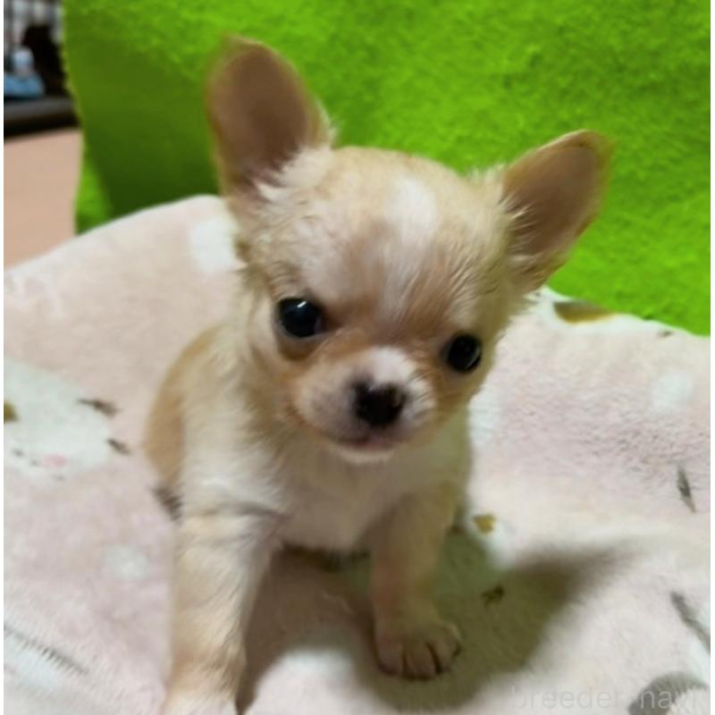 販売中の山口県のチワワ(ロングコート)-435727の6枚目