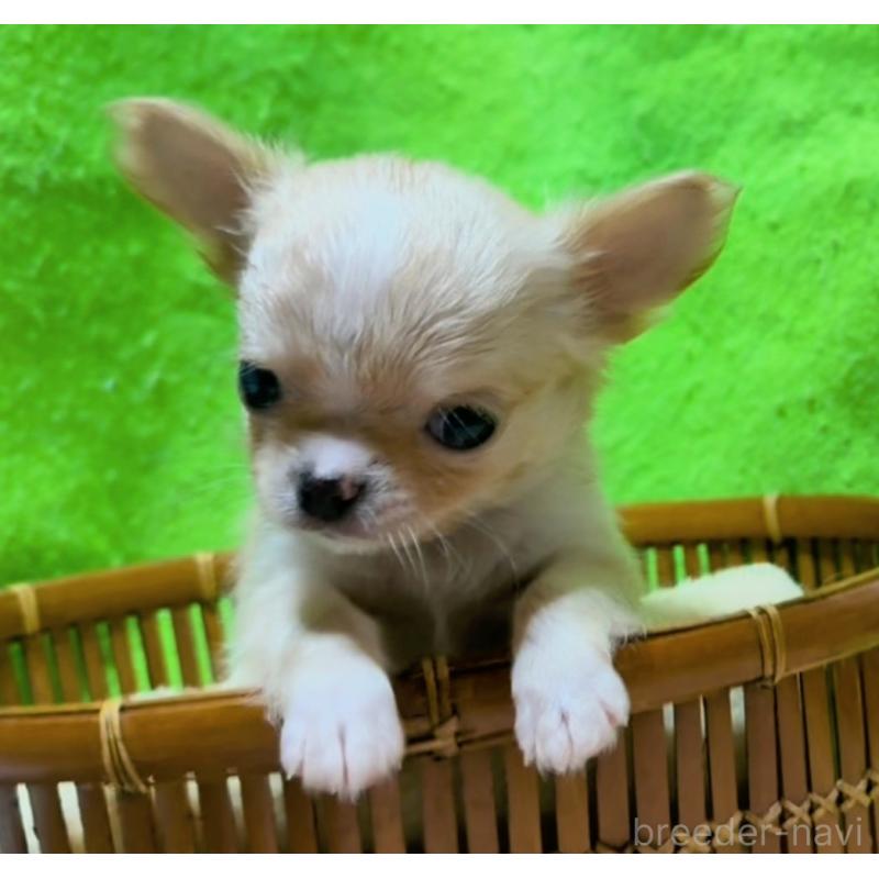 販売中の山口県のチワワ(ロングコート)-435727の4枚目