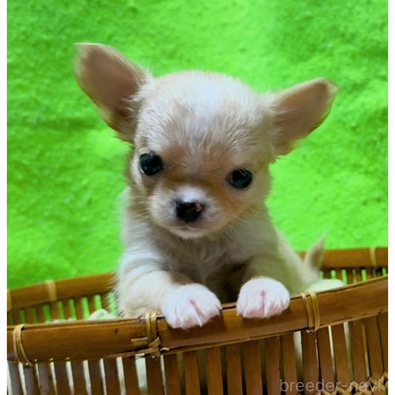 販売中の山口県のチワワ(ロングコート)-435727の3枚目