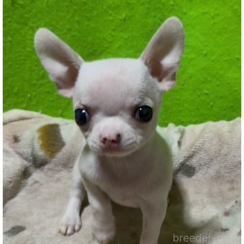 販売中の山口県のチワワ(スムースコート)-435728の7枚目