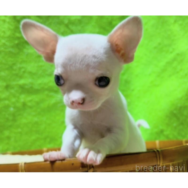 販売中の山口県のチワワ(スムースコート)-435728の6枚目