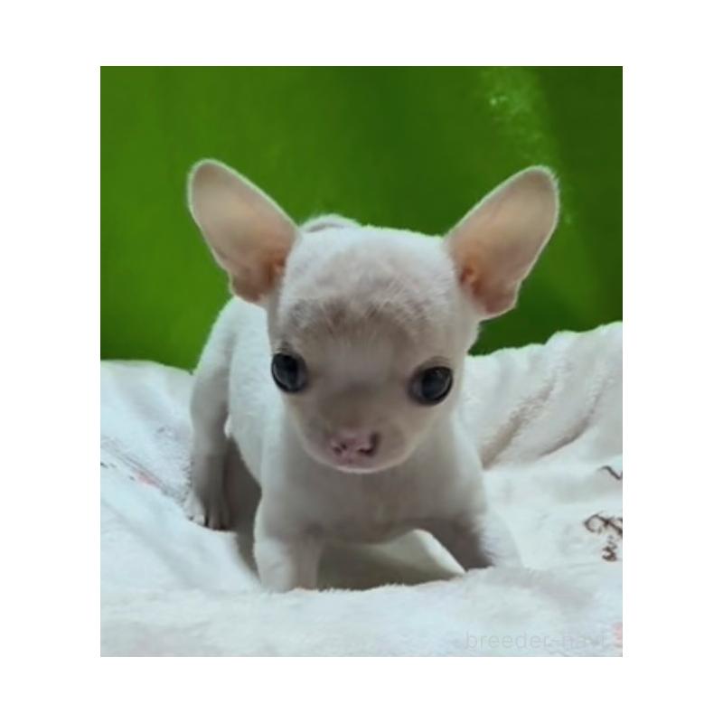 販売中の山口県のチワワ(スムースコート)-435728の5枚目