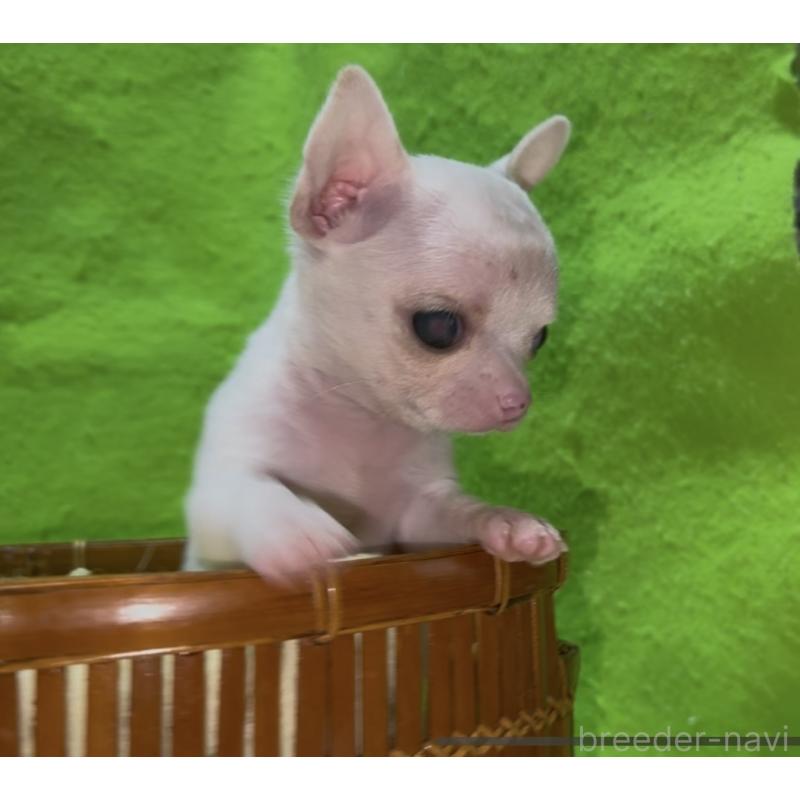 販売中の山口県のチワワ(スムースコート)-435728の3枚目