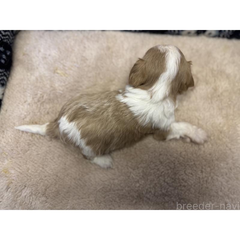 販売中の福岡県のミックス犬-435752の5枚目