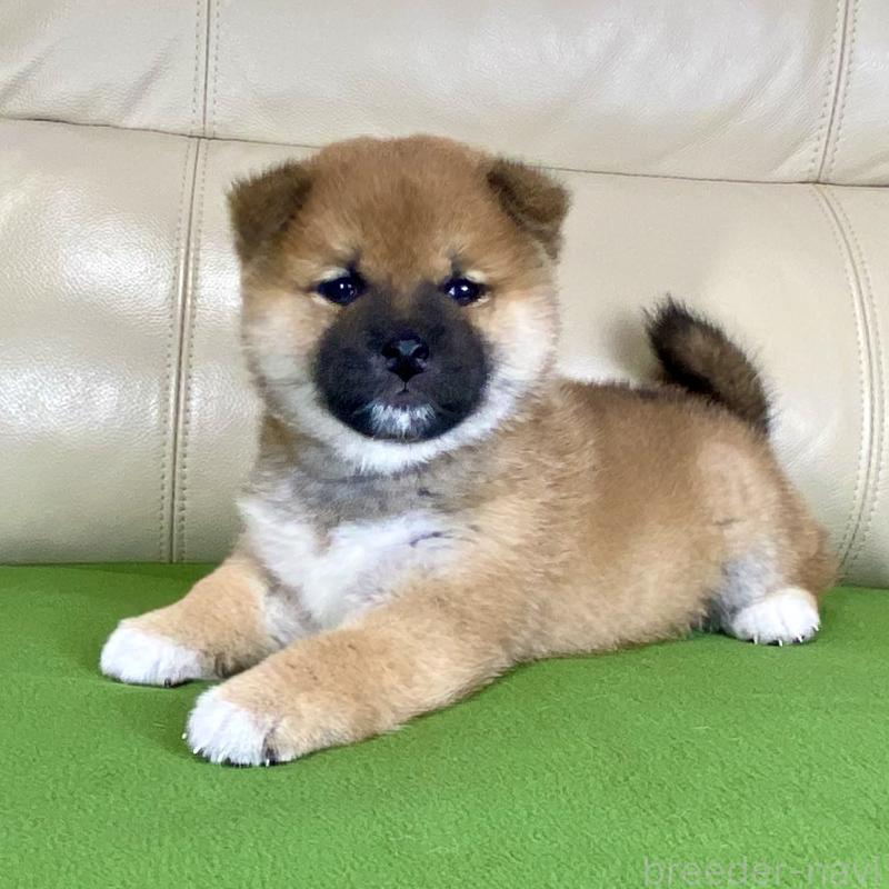 販売中の茨城県の柴犬-433851