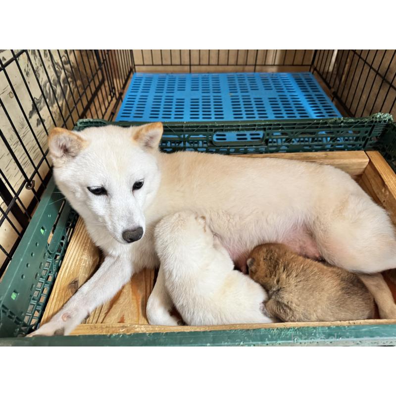 販売中の茨城県の豆柴-435729の1枚目