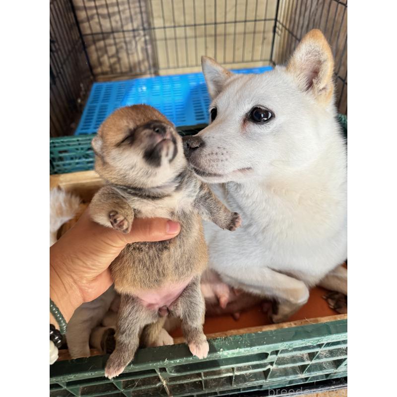 販売中の茨城県の豆柴-435729の2枚目