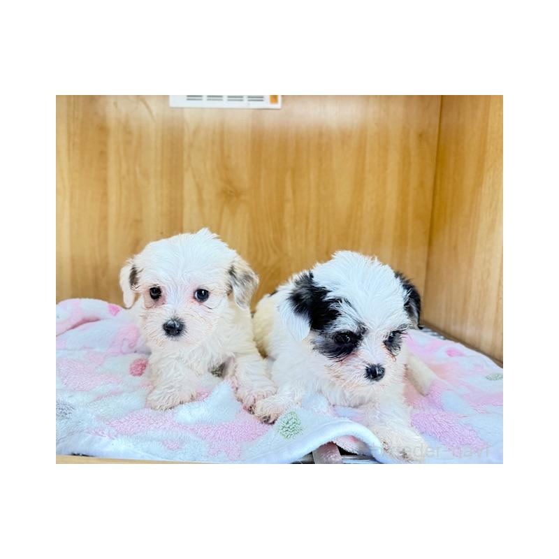 販売中の愛知県のチワマル:チワワ×マルチーズ-435730の5枚目