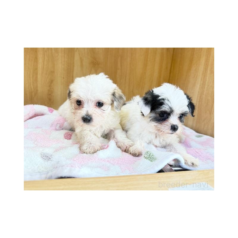 販売中の愛知県のチワマル:チワワ×マルチーズ-435730の4枚目