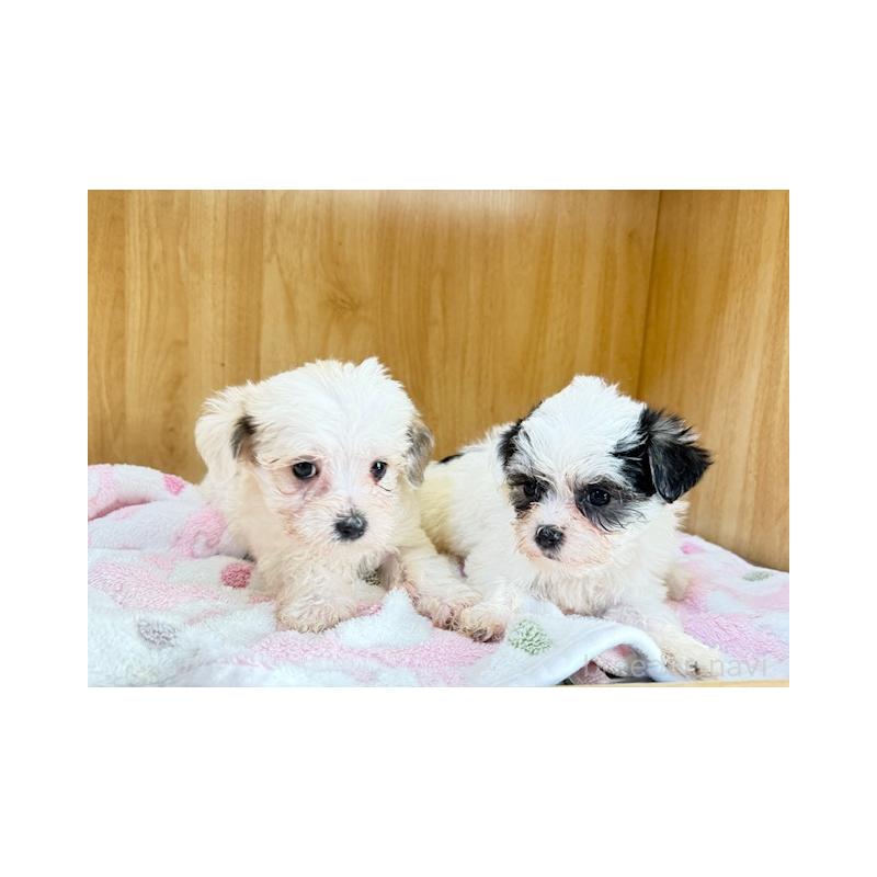 販売中の愛知県のチワマル:チワワ×マルチーズ-435730の3枚目