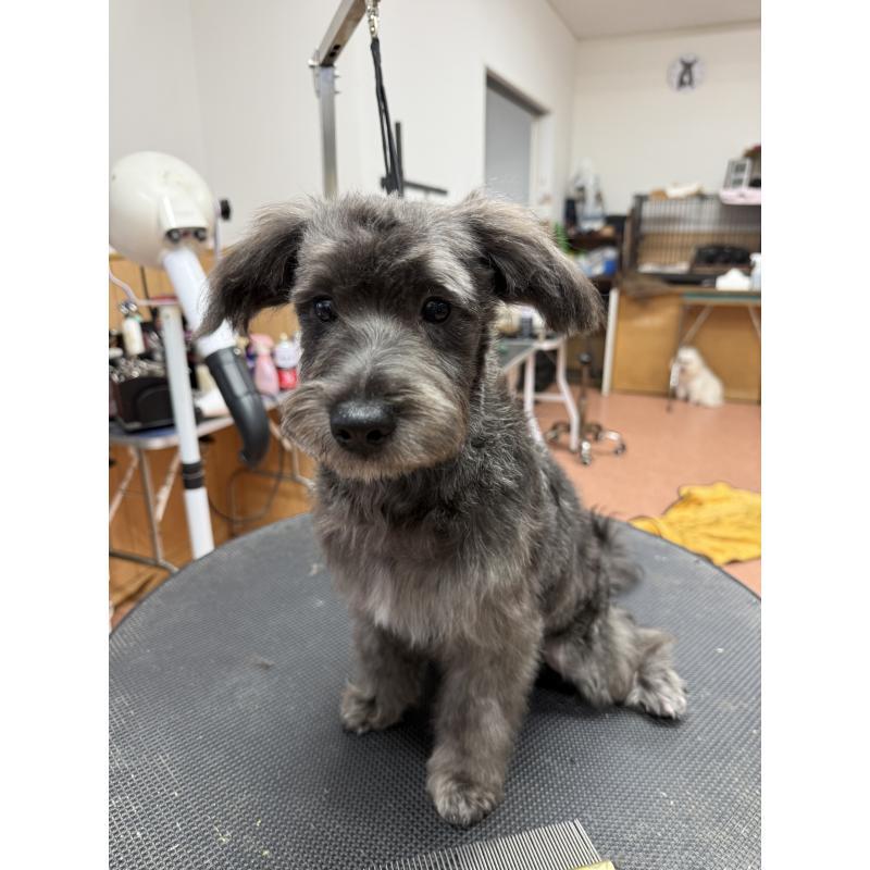 販売中の栃木県のミックス犬-435731の10枚目