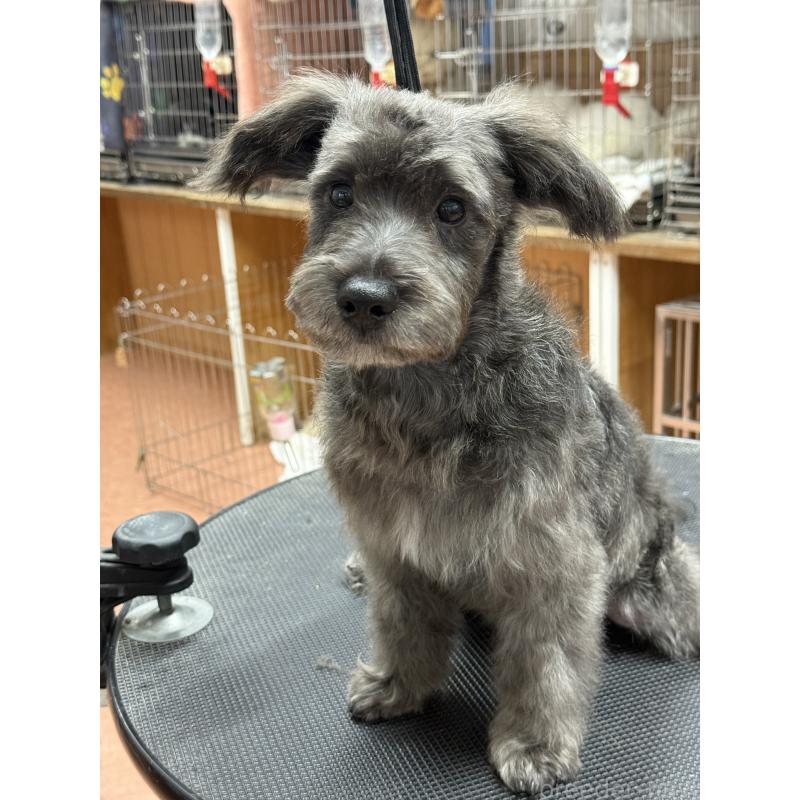 販売中の栃木県のミックス犬-435731の9枚目