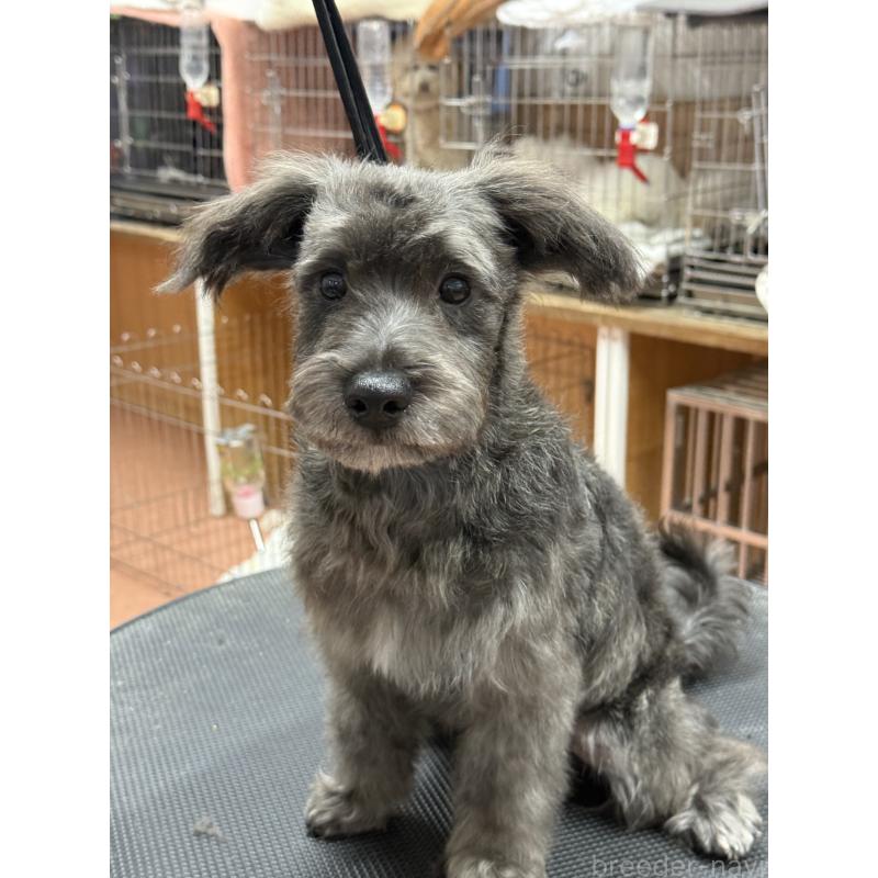 販売中の栃木県のミックス犬-435731の8枚目