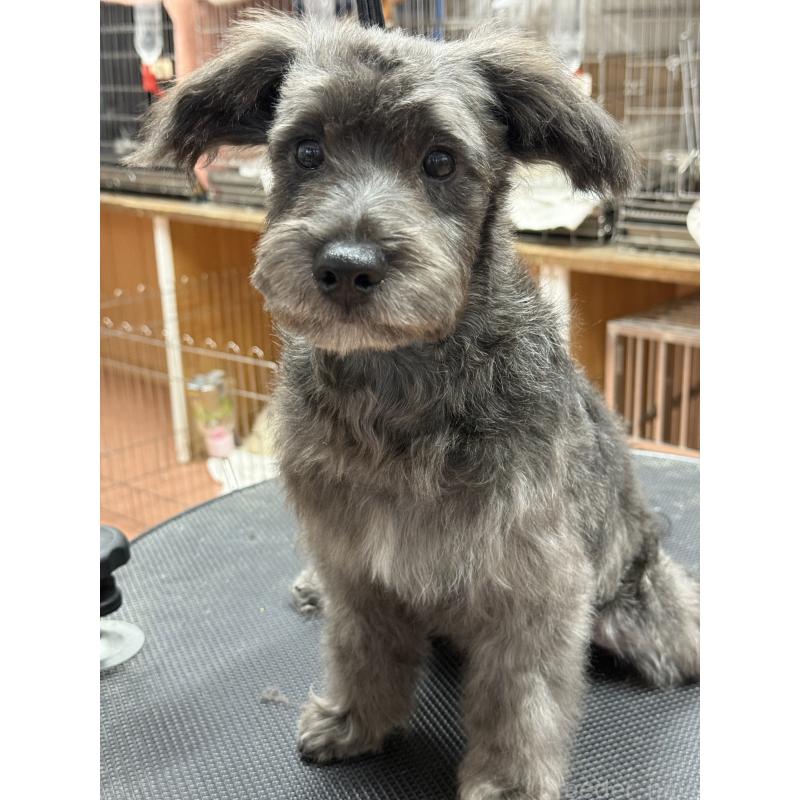 販売中の栃木県のミックス犬-435731の7枚目