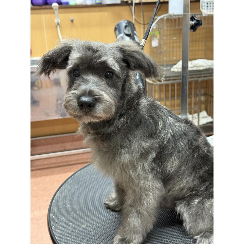 販売中の栃木県のミックス犬-435731の6枚目