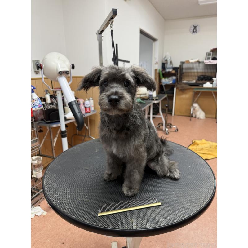 販売中の栃木県のミックス犬-435731の5枚目