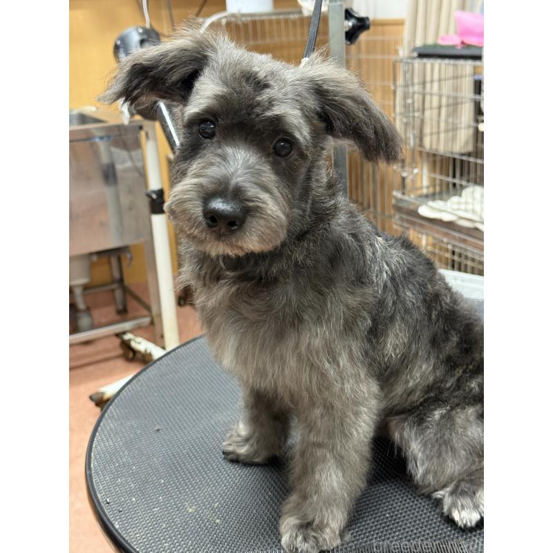 販売中の栃木県のミックス犬-435731の4枚目