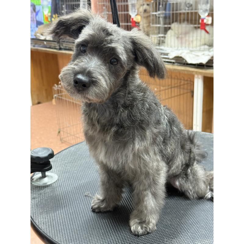 販売中の栃木県のミックス犬-435731の3枚目