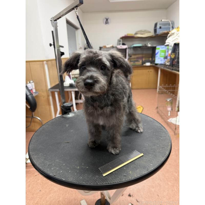 販売中の栃木県のミックス犬-435731の2枚目