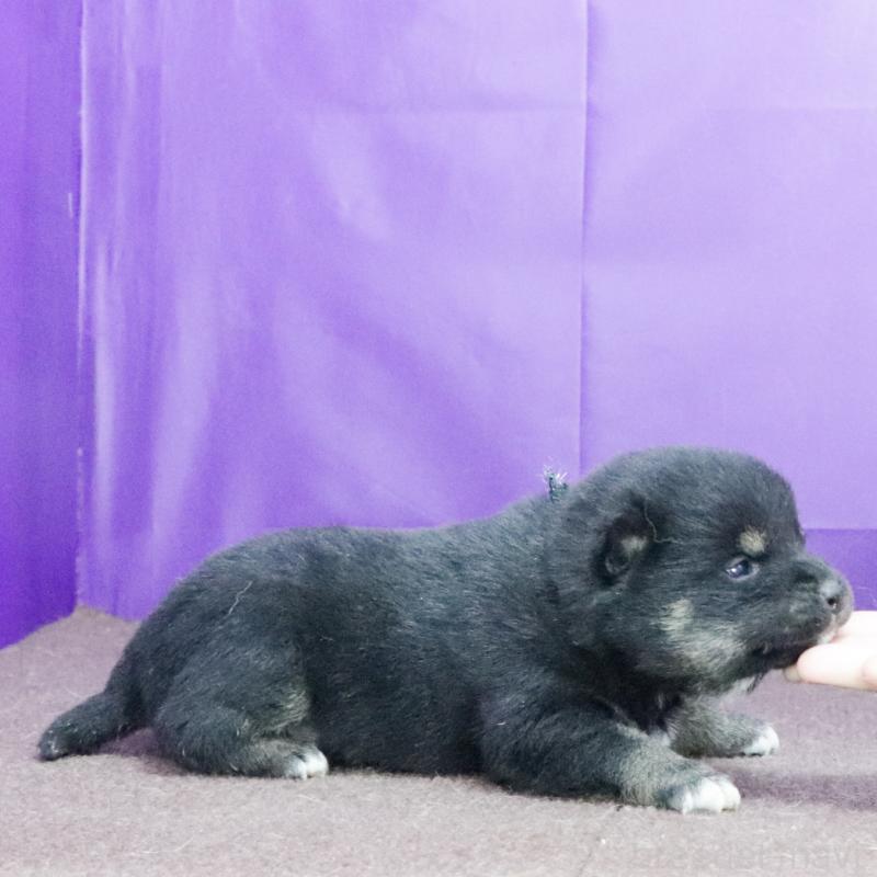 販売中の愛知県の柴犬-435733の3枚目