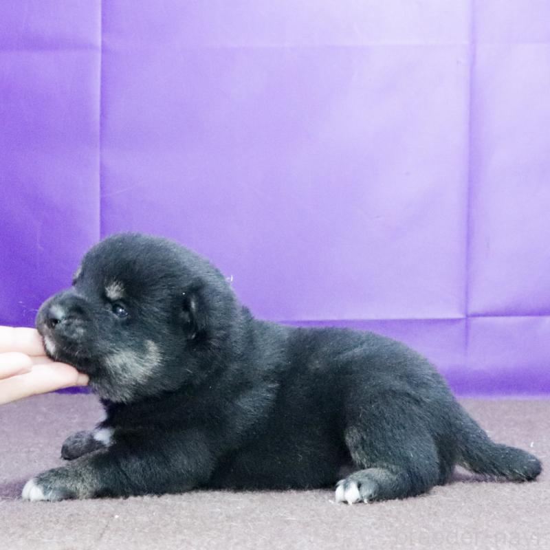 販売中の愛知県の柴犬-435733の2枚目