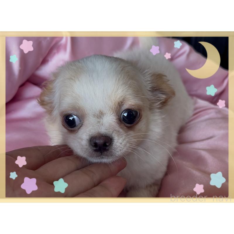 成約済の東京都のチワワ(ロングコート)-422819の3枚目