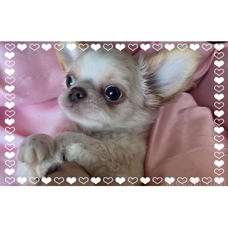 成約済の東京都のチワワ(ロングコート)-422819の2枚目